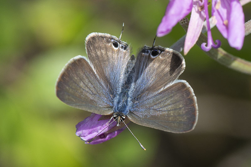 Lampides boeticus - Lycaenidae